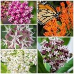 Milkweed Seed Pack Collection for Monarchs - 5 Varieties