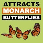 Milkweed Seed Pack Collection for Monarchs - 5 Varieties