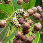 Milkweed Seed Pack Collection for Monarchs - 5 Varieties