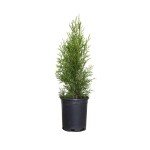 Emerald Green Arborvitae - Large Evergreen Shrub