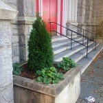 Emerald Green Arborvitae - Large Evergreen Shrub