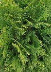 Emerald Green Arborvitae - Large Evergreen Shrub