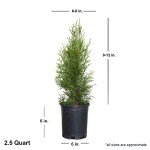 Emerald Green Arborvitae - Large Evergreen Shrub