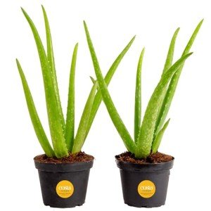 Aloe Vera Succulent Plant (2 Pack) in Pots