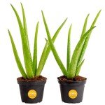 Aloe Vera Succulent Plant (2 Pack) in Pots