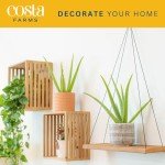 Aloe Vera Succulent Plant (2 Pack) in Pots