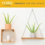 Aloe Vera Succulent Plant (2 Pack) in Pots