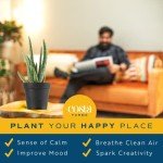 Aloe Vera Succulent Plant (2 Pack) in Pots