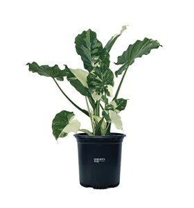 Alocasia Dawn Variegated Live Plant in Pot