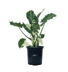 Alocasia Dawn Variegated Live Plant in Pot