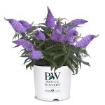 Purple Pugster Amethyst Buddleia Shrub, 2 Gal