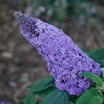 Purple Pugster Amethyst Buddleia Shrub, 2 Gal