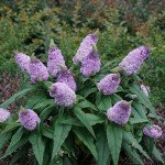 Purple Pugster Amethyst Buddleia Shrub, 2 Gal