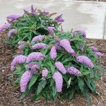 Purple Pugster Amethyst Buddleia Shrub, 2 Gal