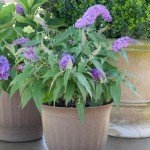 Purple Pugster Amethyst Buddleia Shrub, 2 Gal