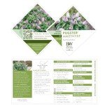 Purple Pugster Amethyst Buddleia Shrub, 2 Gal