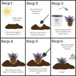 Purple Pugster Amethyst Buddleia Shrub, 2 Gal