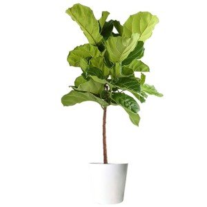 Fiddle Leaf Fig Tree - Live Indoor Plant