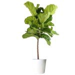 Fiddle Leaf Fig Tree - Live Indoor Plant
