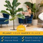 Fiddle Leaf Fig Tree - Live Indoor Plant