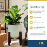 Fiddle Leaf Fig Tree - Live Indoor Plant