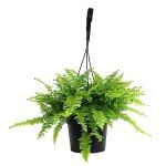 Hanging Boston Fern Plant in 6 Inch Pot