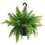 Hanging Boston Fern Plant in 6 Inch Pot