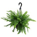 Hanging Boston Fern Plant in 6 Inch Pot