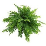 Hanging Boston Fern Plant in 6 Inch Pot