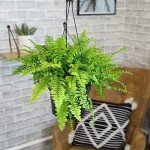 Hanging Boston Fern Plant in 6 Inch Pot