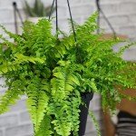Hanging Boston Fern Plant in 6 Inch Pot