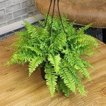 Hanging Boston Fern Plant in 6 Inch Pot