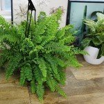 Hanging Boston Fern Plant in 6 Inch Pot