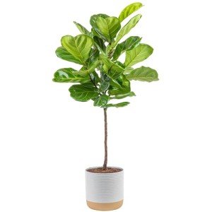Fiddle Leaf Fig Tree - Indoor Potted Plant