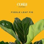 Fiddle Leaf Fig Tree - Indoor Potted Plant