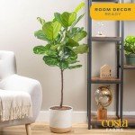 Fiddle Leaf Fig Tree - Indoor Potted Plant
