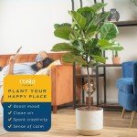 Fiddle Leaf Fig Tree - Indoor Potted Plant