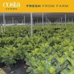 Fiddle Leaf Fig Tree - Indoor Potted Plant