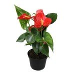 6" Red Anthurium Live Plant for Home Decor