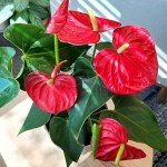 6" Red Anthurium Live Plant for Home Decor