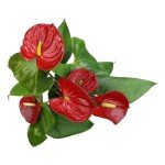 6" Red Anthurium Live Plant for Home Decor