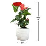 6" Red Anthurium Live Plant for Home Decor