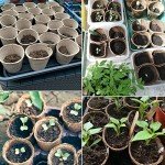 100 Peat Pots with White Plant Labels