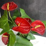 6" Red Anthurium Live Plant for Home Decor