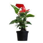 6" Red Anthurium Live Plant for Home Decor
