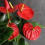 6" Red Anthurium Live Plant for Home Decor