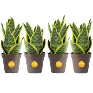 Costa Farms Snake Plant - Live Indoor/Outdoor 4-Pack