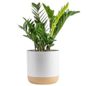 ZZ Plant in Modern Planter – Air Purifying Houseplant