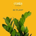 ZZ Plant in Modern Planter – Air Purifying Houseplant
