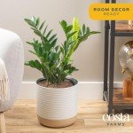 ZZ Plant in Modern Planter – Air Purifying Houseplant